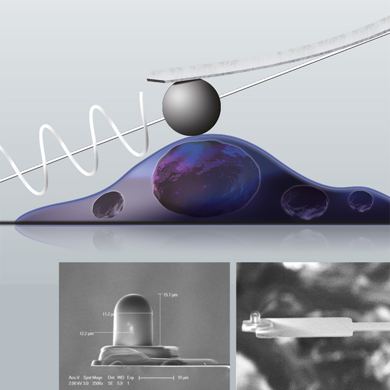 Cellmechanics Package 800X800