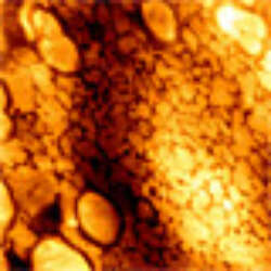 Anti Attachment Mechanisms Help Carnivorous Plants To Survive Nepenthes Singalana