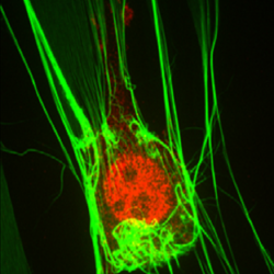 Characterization Of Biomaterials And Their Interactions With Cells Using Nano Wizard And Cell Hesion Technology