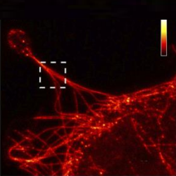 Combining Afm With Super Resolution Sted Stimulated Emission Depletion Microscopy System