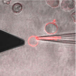 Combining Atomic Force Microscopy With Micropipette Techniques For Cell Mechanical Measurements