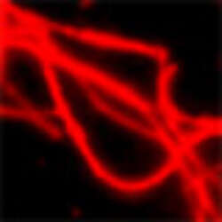 Combining Fluorescence And Atomic Force Microscopy To Image Individual Microtubules