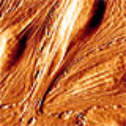 Introduction To Cell Imaging Using Atomic Force Microscopy