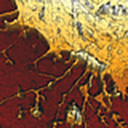 Investigation Of Living Cells Using Jpk’S Qi Mode