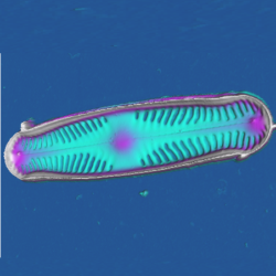 Qi Mode New Perspectives In Microbiology