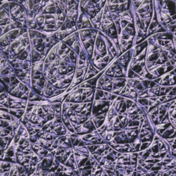 Quantitative Imaging From Single Molecules To Biopolymers