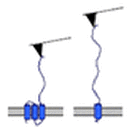 Structural Investigation Of Single Bio Molecules