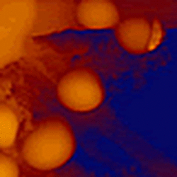 Studying Texture Of Paper With Afm And Upright Optical Microscopy Using The Bio Mat Workstation