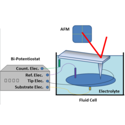 Using Scanning Electrochemical Atomic Force Microscopy To Image Redox Immunomarked Proteins On Viruses