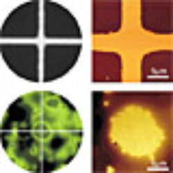 Working With The Biomaterial Workstation Bio Mat