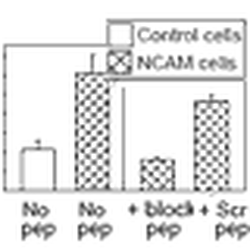 Cell Cell Adhesion Forces Mediated By Ncam