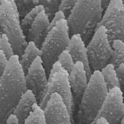 Effects Of Micro And Nano Structured Surfaces On The Cell Adhesion Using Single Cell Force Spectroscopy