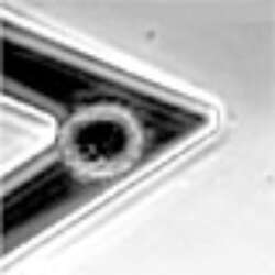 Using The Cell Hesion Module A Practical Guide