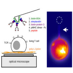 Jpk App Mechanosensing