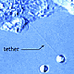 Quantifying Cell Virus Interactions Using Nano Tracker Optical Tweezers