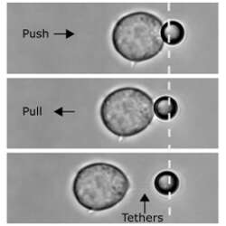 Appnote Jurkat Cells