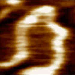 High Speed Dna 50Fps Tn