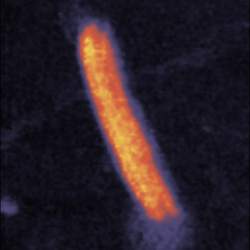 Qi Fit 2018 02 27 10 03 23 655 Reference Force Height No Scale