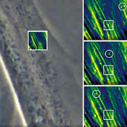 Living Cell Dynamics 1