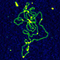 Dna Molecule On Mica Thumbnail