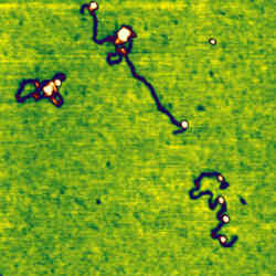 Dna Nucleosome Complexes
