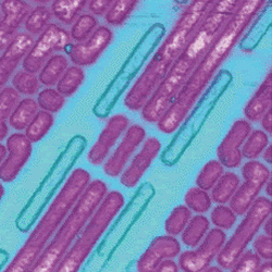 Electrostatic Force Microscopy Efm On Sram 1 Thumb