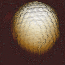 Herpes Simplex Virus Thumbnail