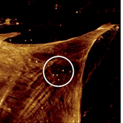 Kpg7 Cell Dynamics Thumb