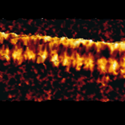 Lambda Phage Dna In Liquid 1 Thumb