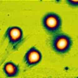 Height Image Thumbnail 1