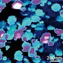 Living Candida Albicans Afm With Phase Contrast 1