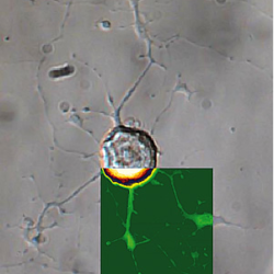Dic Image With Overlaid Afm Height Image