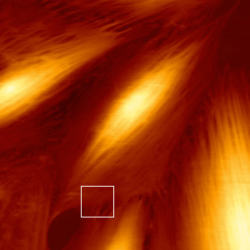 Height Image Full View