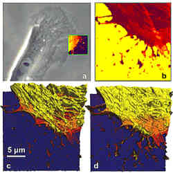 Living Fibroblast Cell