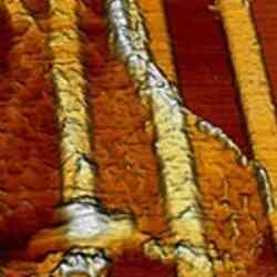 Living Neuron Cell On Chip Thumb