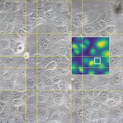 Living Vero Cells Bioafm 300 Tn