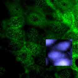 Confocal Fluorescence Png