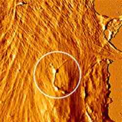 Deflection Image Png Cel Thumbl