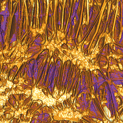 3 D Topography Overlaid With Elasticity