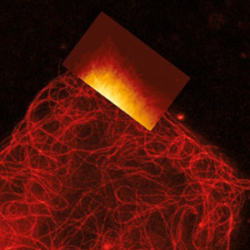 Living A549 Cell Afm Sted 300 Tn