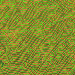Qi Data 2015 03 30 14 13 01 514 Processed 2015 03 31 14 30 56 0 4X256 256 3 D 4 Adhesion Retrac1T