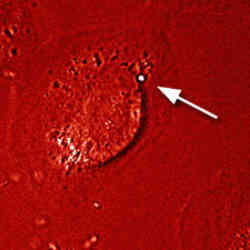 Cv 1 Cells With 2Μm Polystyrene Particle
