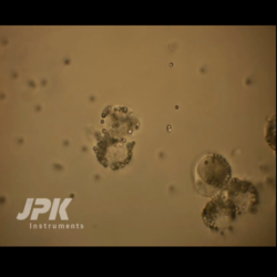 Microphagen Manipulation