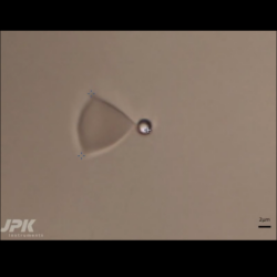 Rbc Bead Manipulation