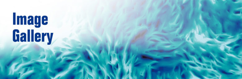 Key Visual Image Gallery